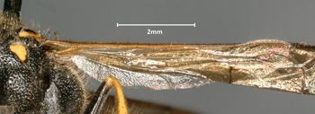 Media type: image;   Entomology 29732 Aspect: Wing hind